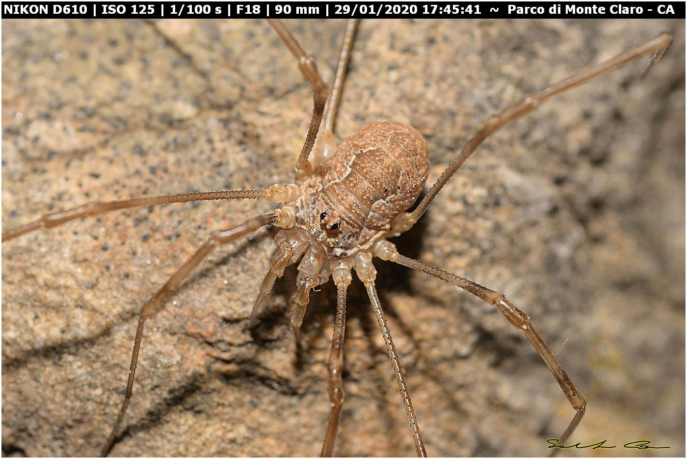 Phalangium targionii - Phalangiidae